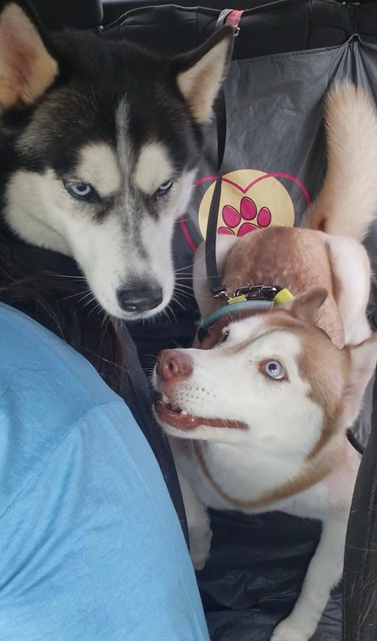 Dois huskies acomodados no banco traseiro