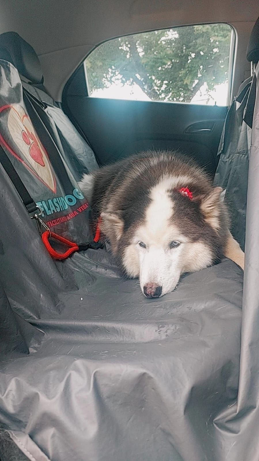 Husky com capa Flashdog no banco traseiro
