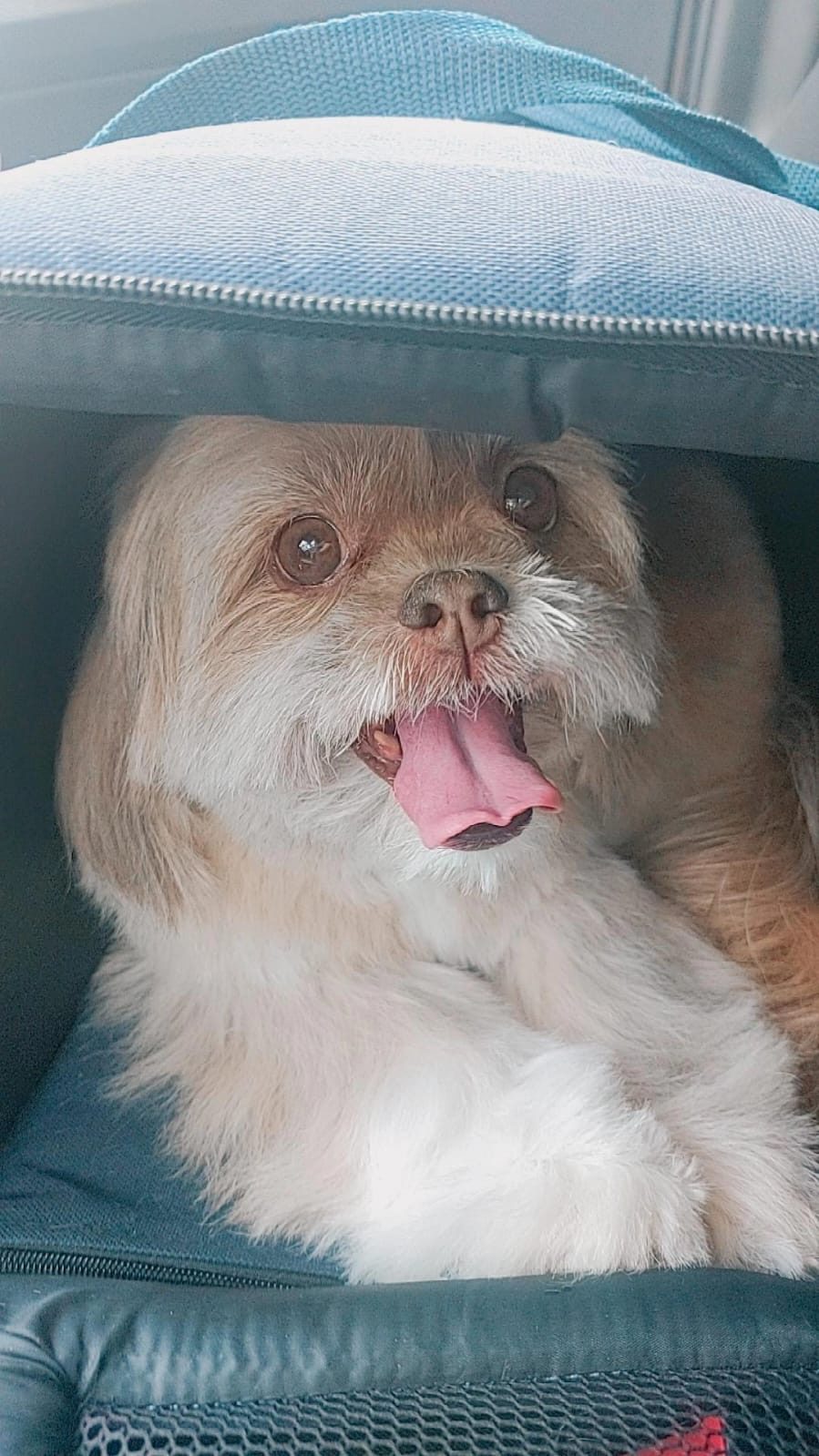 Shih-tzu acomodado em caixa de transporte Flashdog
